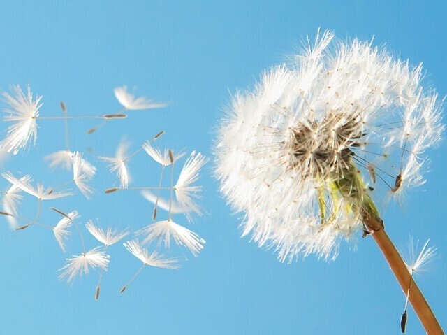Flying dandelion representing sustainable dispersant